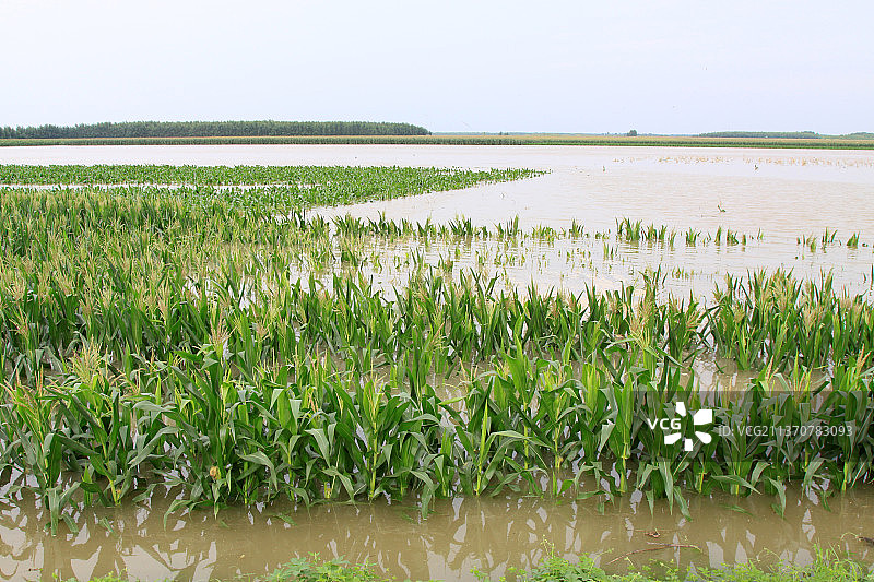河北唐山滦南县洪水里的玉米植株图片素材