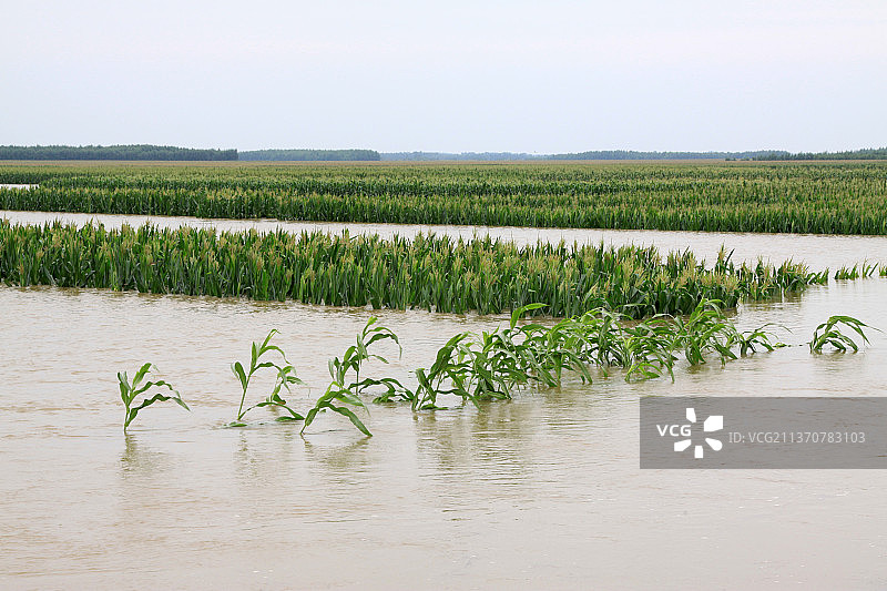 河北唐山滦南县洪水里的玉米植株图片素材