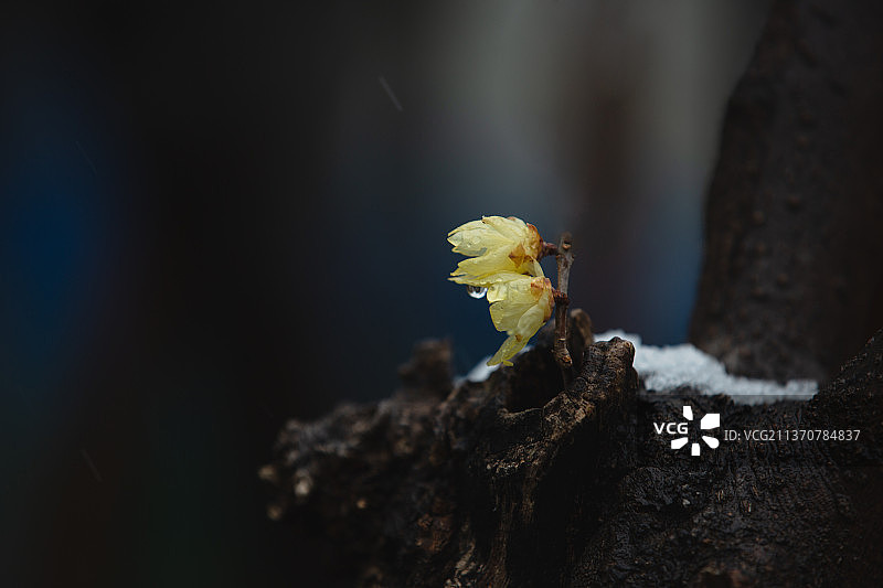 冬天的梅花 腊梅图片素材