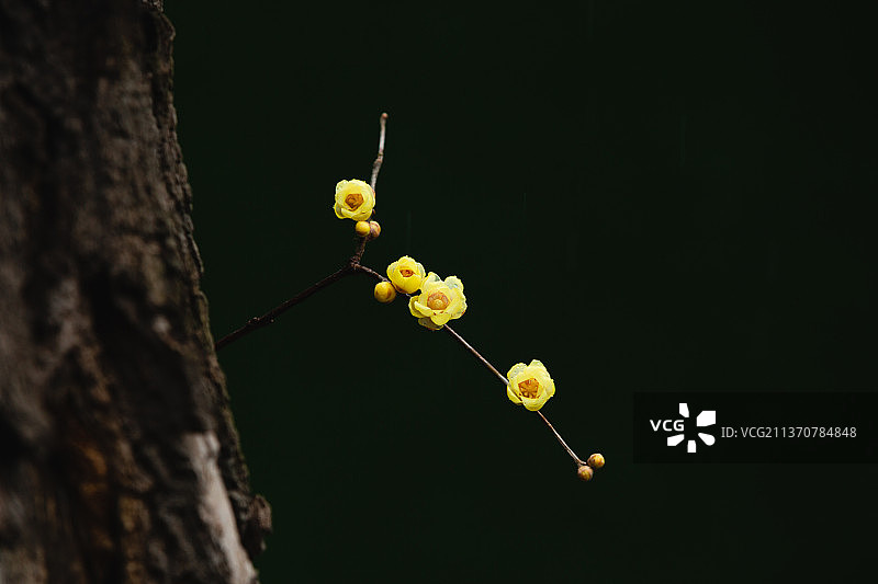 冬天的梅花 腊梅图片素材