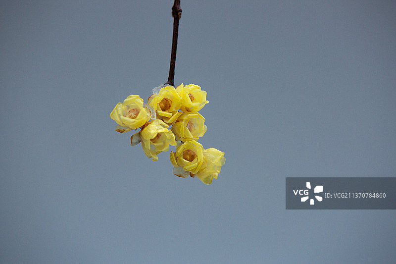 冬天的梅花 腊梅图片素材