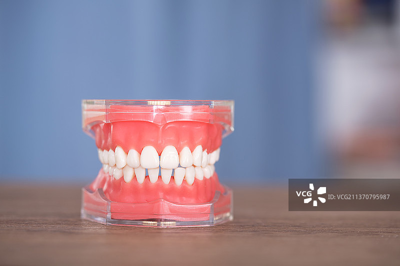 一个口腔牙齿模型图片素材