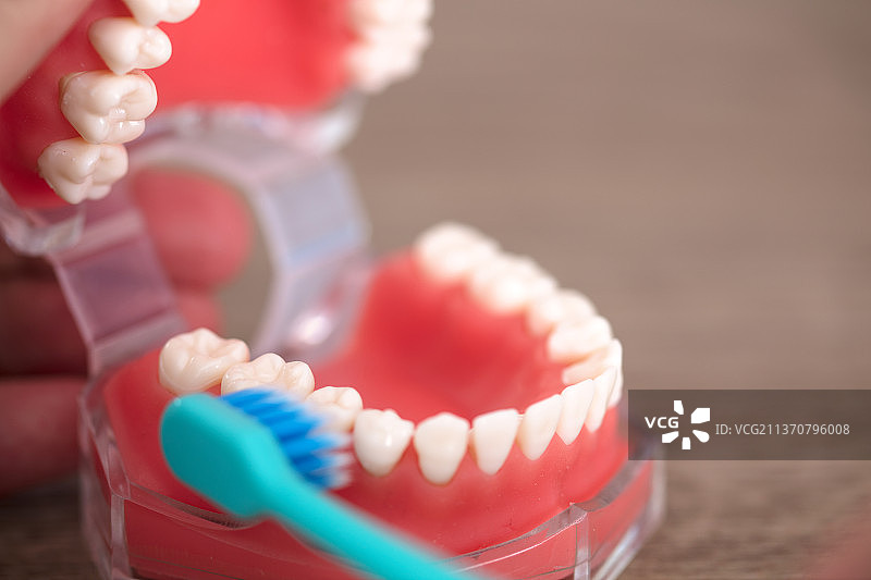 牙刷刷口腔模型里的牙图片素材