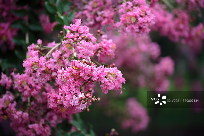 茂盛的丁香花图片素材