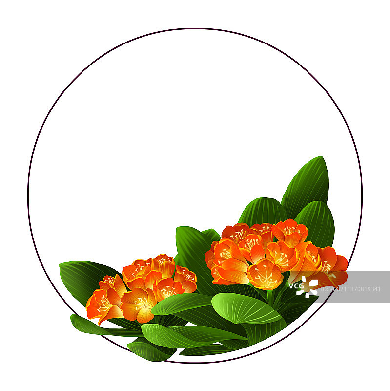 君子兰花朵装饰框图片素材