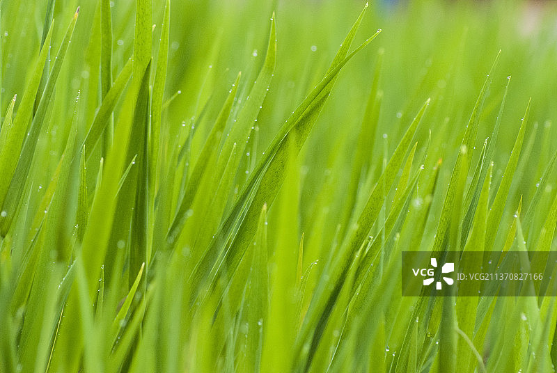 春天雨后绿色的草丛图片素材