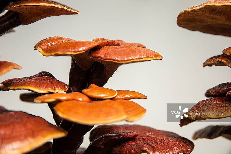 中药药材灵芝，盆景灵芝，观赏灵芝图片素材