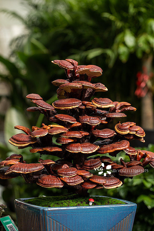 中药药材灵芝，盆景灵芝，观赏灵芝图片素材