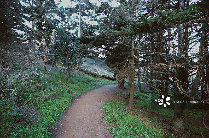 林荫小路图片素材