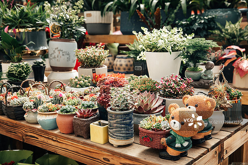 花鸟市场的花盆，盆景，花盆陶罐，鲜花包装图片素材