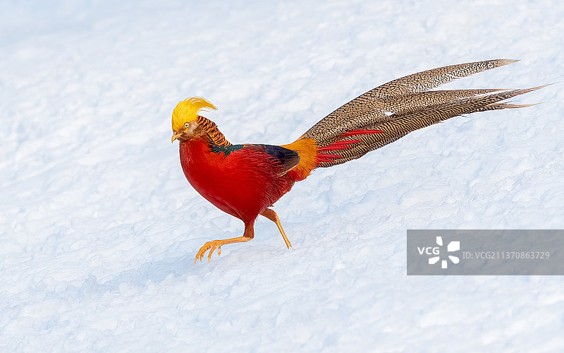 红腹锦鸡图片素材