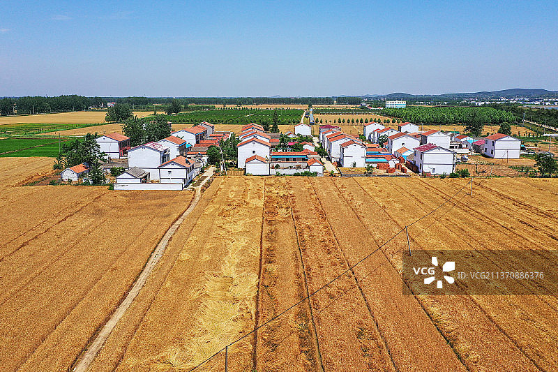 村庄与麦田+江苏省徐州市铜山区伊庄镇李桥图片素材