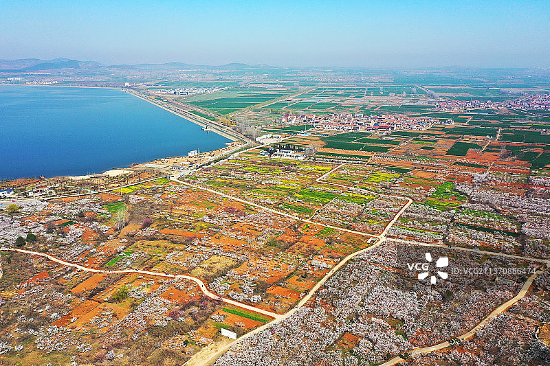 马集杏花+江苏省徐州市铜山区伊庄镇马集村图片素材