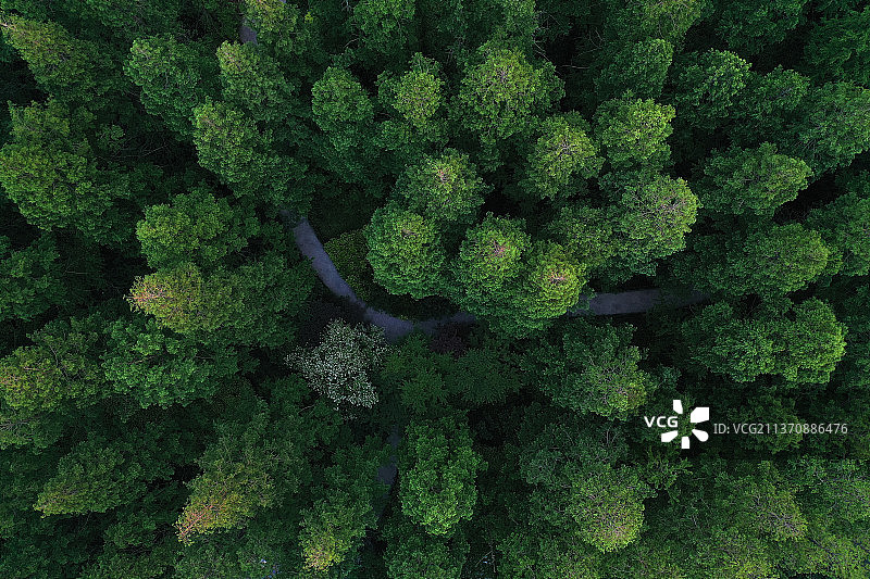 茂密的水杉林+江苏省徐州市泉山区泉山森林公园图片素材