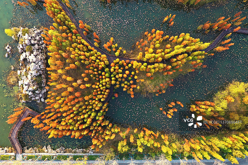 潘安湖池杉步道+江苏省徐州市贾汪区潘安湖国家湿地公园图片素材