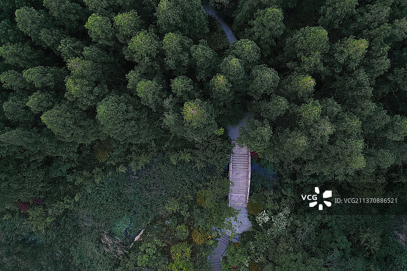 森林中的小桥+江苏省徐州市泉山区泉山森林公园图片素材