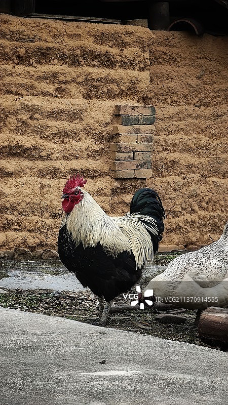 鸡图片素材