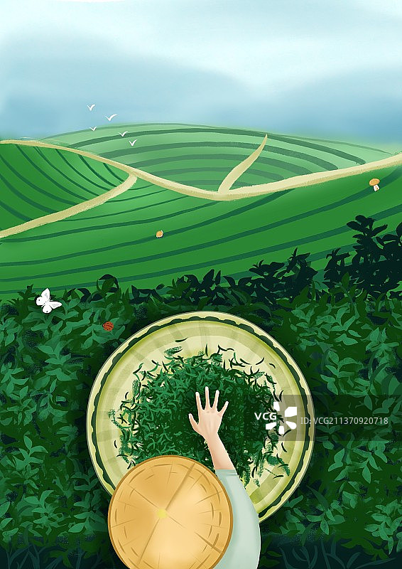 一个茶农在茶园摊晾茶叶图片素材