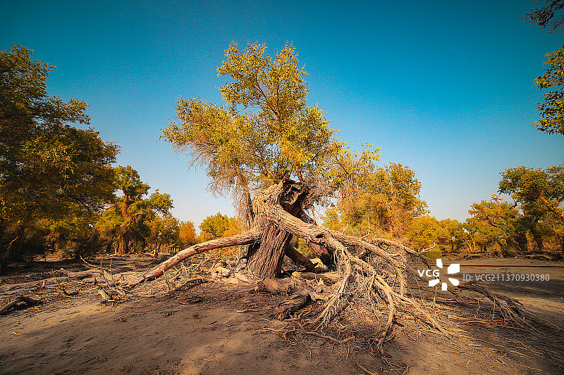 中国新疆轮台塔里木胡杨林公园树木秋天的自然风光图片素材
