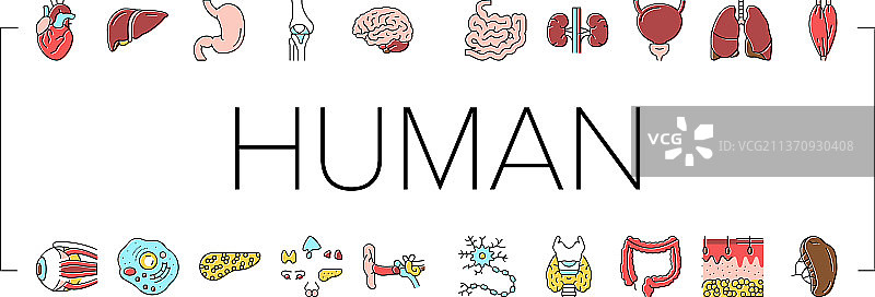 人体内脏解剖图标合集图片素材