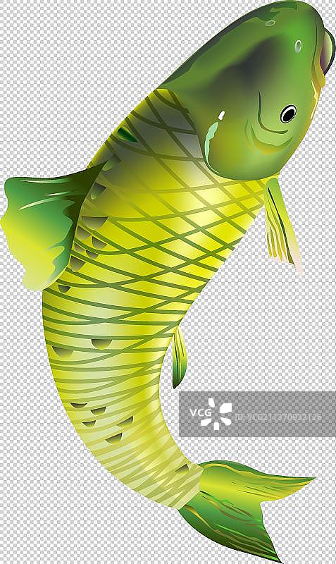 草鱼图片素材