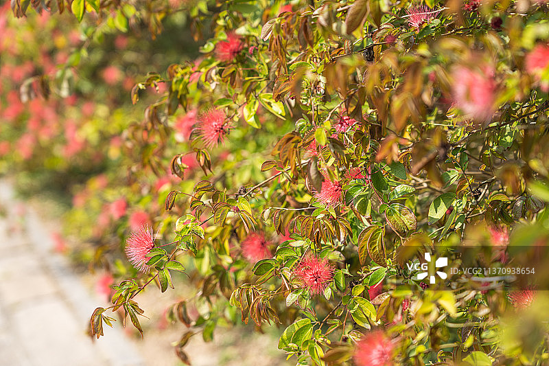 朱缨花图片素材