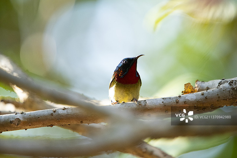 叉尾太阳鸟 2.51米图片素材