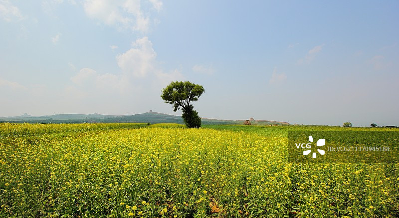 山西大同天镇长城边的油菜花田图片素材