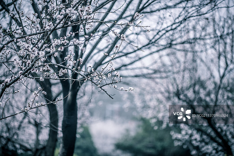 杏花+江苏省徐州市泉山区云龙山南麓杏花广场图片素材