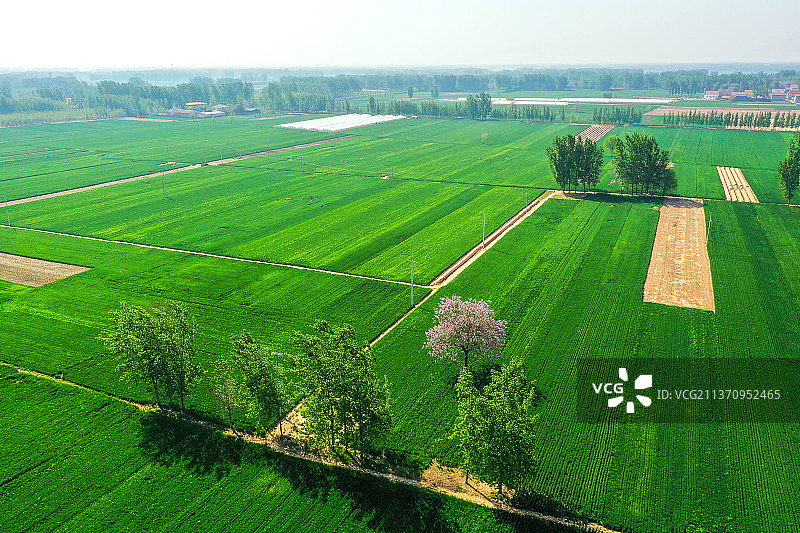 鲁西南大地上的麦田+山东省菏泽市曹县图片素材