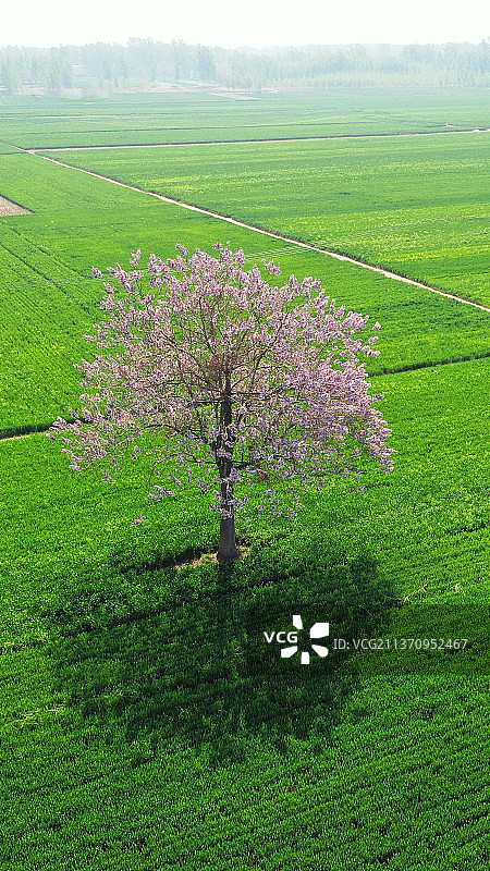 田野中的春天+山东省菏泽市曹县-竖幅图片素材
