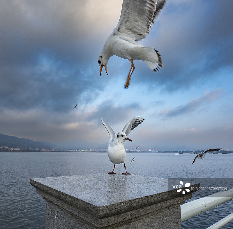 昆明海埂大坝 海鸥图片素材