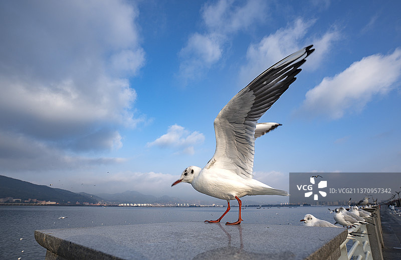昆明海埂大坝 海鸥图片素材