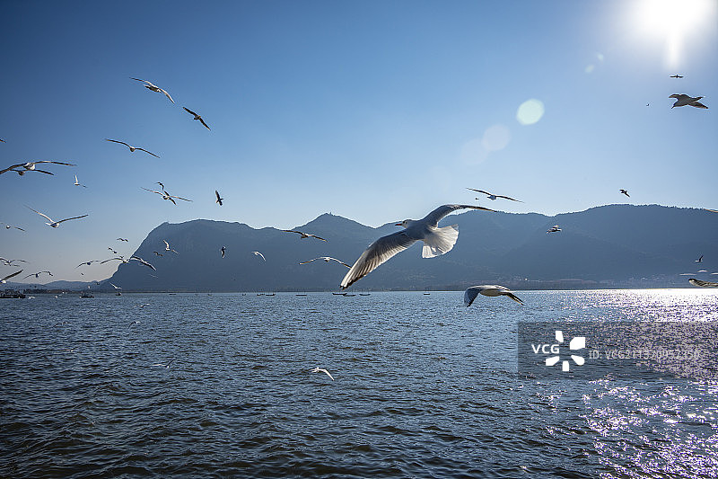 昆明海埂大坝 海鸥图片素材