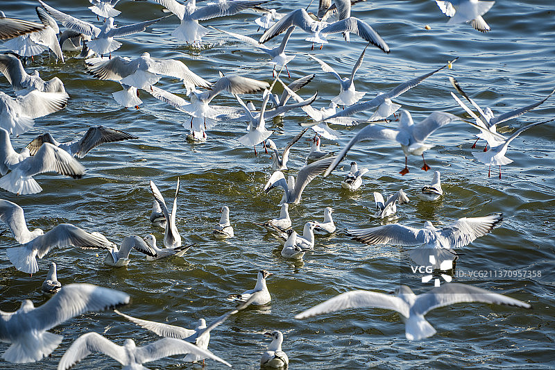 昆明海埂大坝 海鸥图片素材