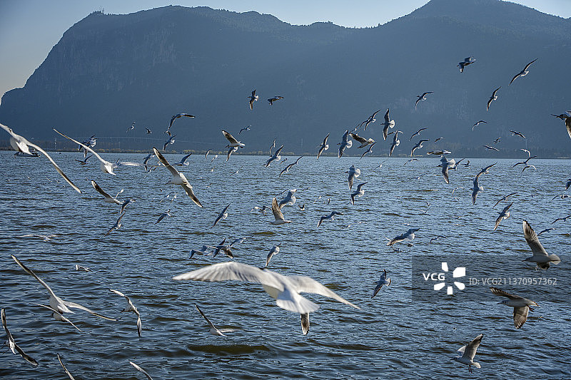 昆明海埂大坝 海鸥图片素材