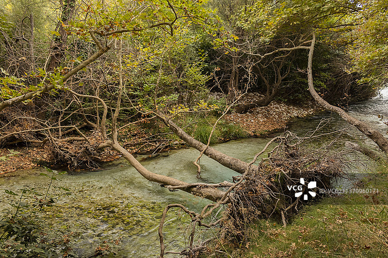 希腊阿刻戎河源头森林树木图片素材