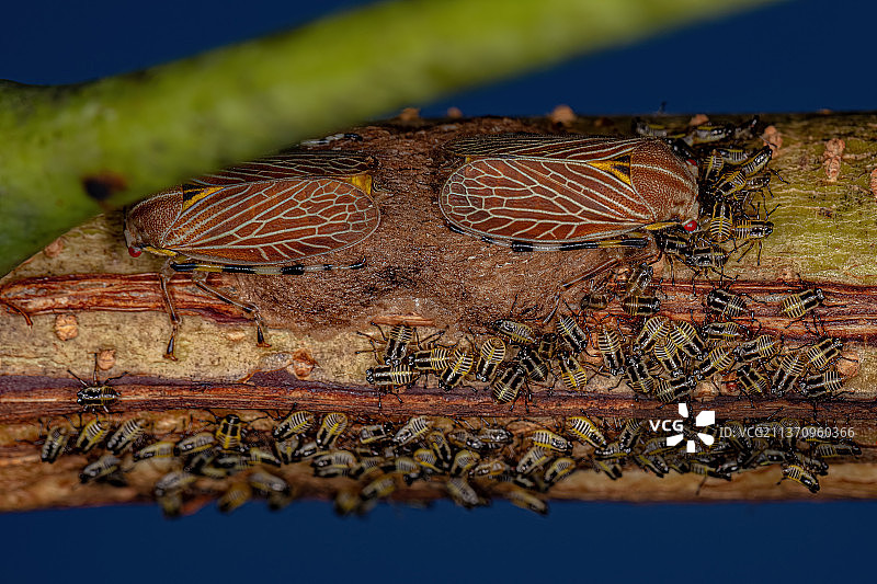 成年树hopper若虫，木头上昆虫的特写图片素材
