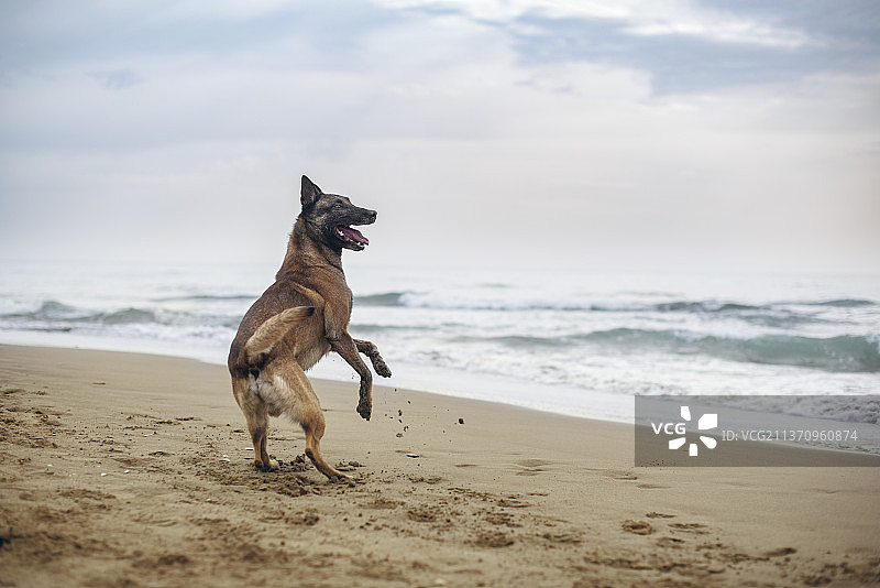 阴天海滩上玩耍的可爱比利时马里诺犬图片素材