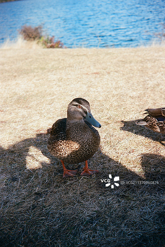 湖中的野鸭和绿头鸭幼崽图片素材