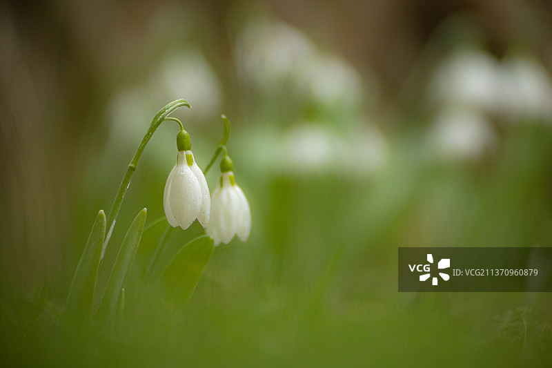 白色开花植物的特写图片素材