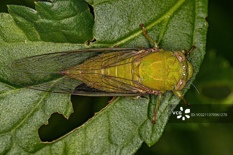 大型暮蝉，叶子上蝴蝶的特写图片素材