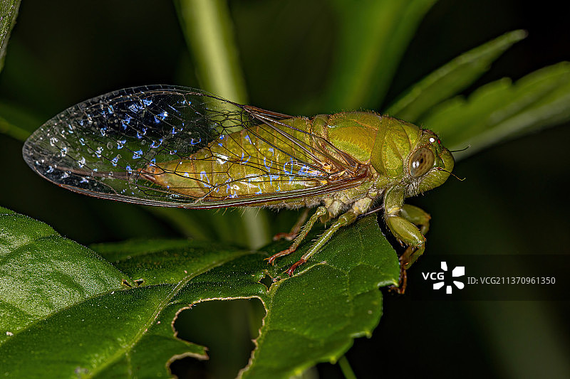 叶子上昆虫的大夹蝉特写图片素材