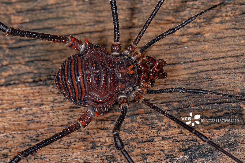 成年栉蛛，木头上的昆虫特写图片素材