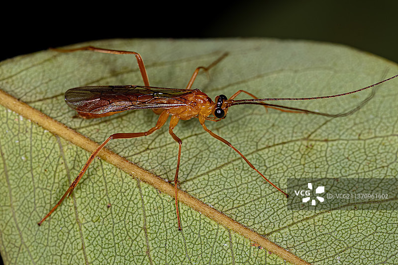 成年姬蜂，昆虫在树叶上的特写图片素材