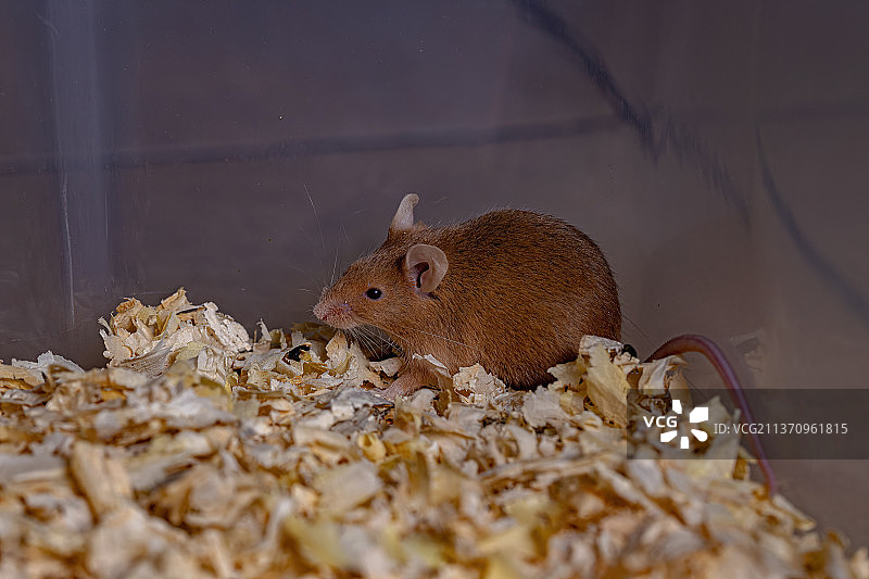 小家鼠：松鼠在地板上觅食的特写图片素材