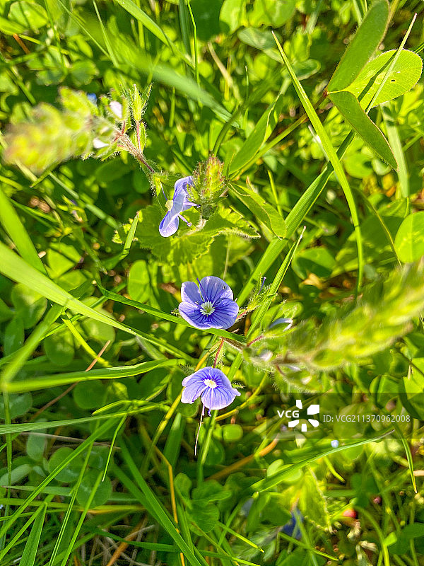 紫色小花特写图片素材