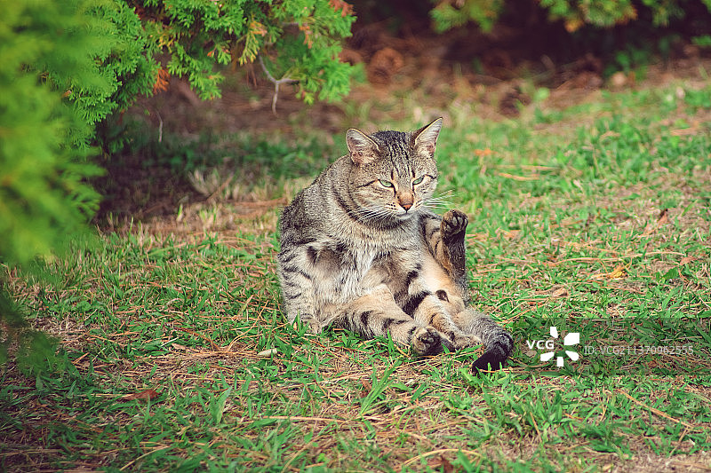 美丽的条纹猫坐在草地上图片素材