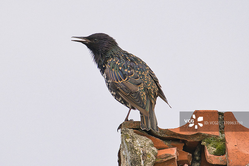 栖息在墙上的歌鸫特写，德国卡尔斯鲁厄图片素材