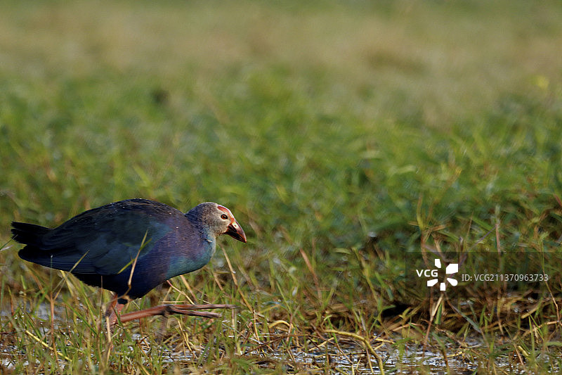 印度田野上的水鸡特写图片素材